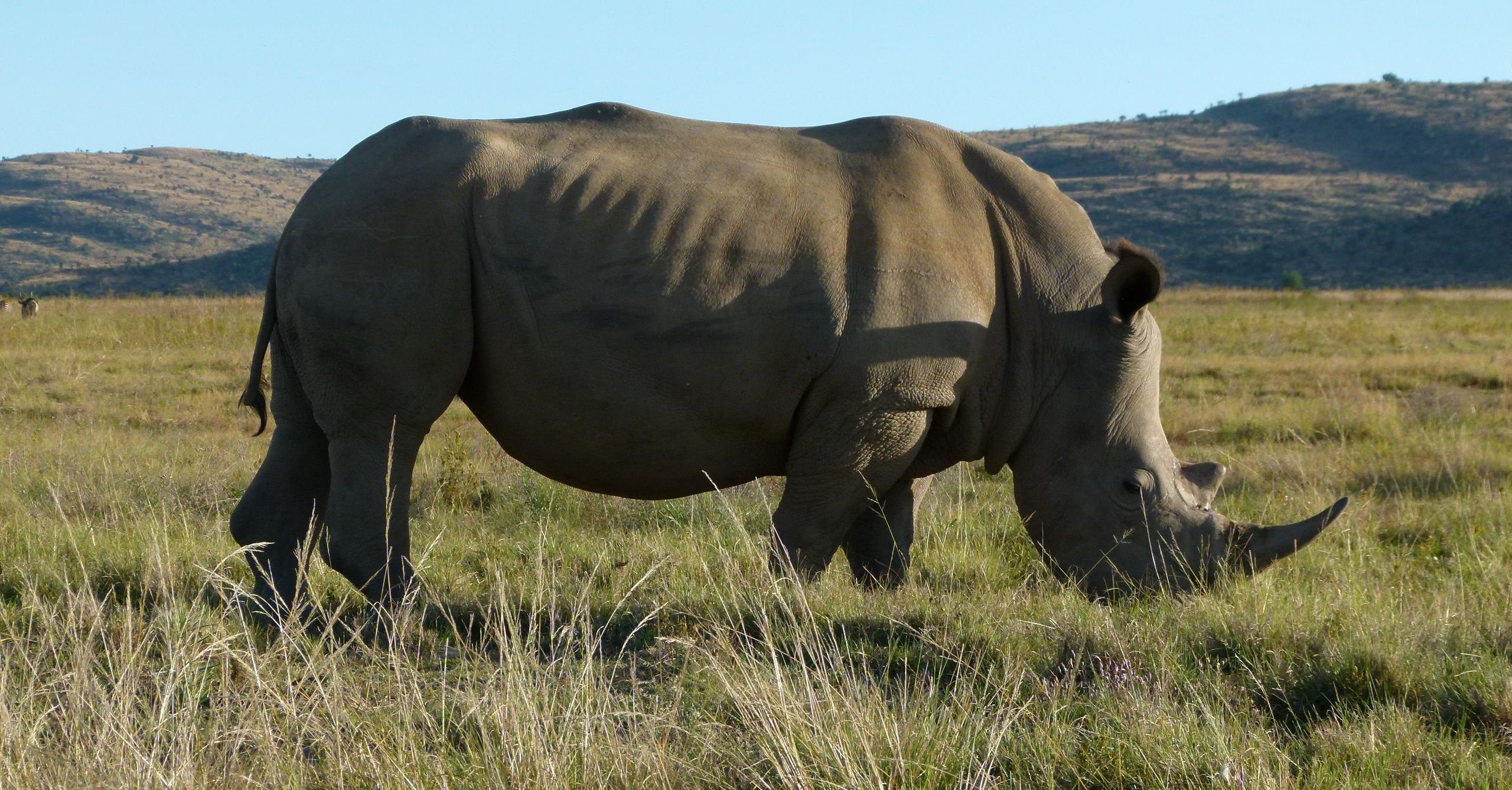 Südafrika mit Kindern - Nashorn