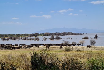 Tansania Familienreise - Tansania Tansania Family & Teens - Lake Manyara Nationalpark - Herde Büffel