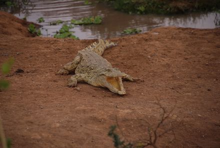 Kenia mit Kindern - Kenia for family individuell - Krokodil