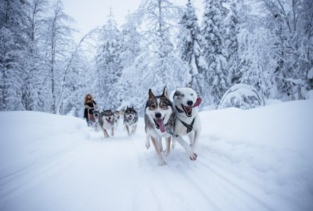 Finnland Familienurlaub - Finnland for family Winter - Huskys laufen bei Schlittentour