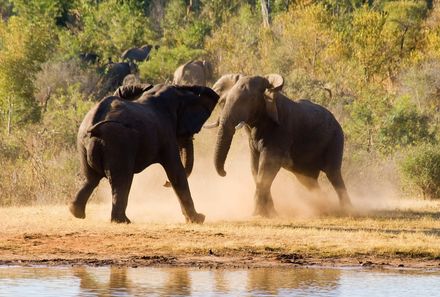 Botswana Familienreise - Botswana for family individuell - Hwange National Park - Elefanten