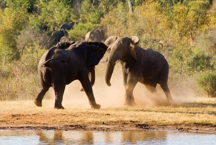 Botswana Familienreise - Botswana FIT - Elefanten Hwange