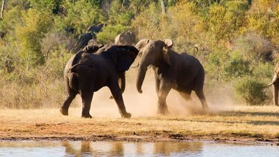 Botswana Familienreise - Botswana for family individuell - Hwange National Park - Elefanten