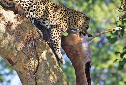 Familienreise Südafrika - Südafrika for family - Makutsi - Leopard mit Beute im Baum