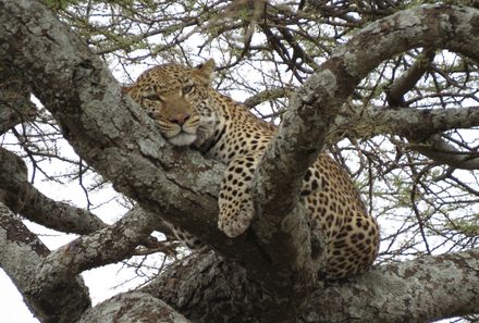 Tansania Familienreise - Tansania Family & Teens - Serengeti - Safari