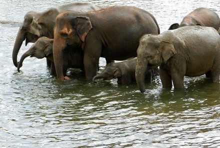 Sri Lanka mit Jugendlichen - Elefanten baden im Gal Oya Nation