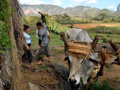 Familienreise Kuba - Kuba for family - Ochsen in Vinales