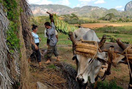 Kuba Familienreise - Kuba for family individuell - Vinales - Tabakernte mit Ochsen