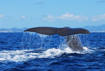 Azoren Familienreise - Azoren for family - Wale vor der azorischen Küste