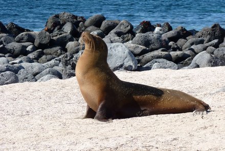 Galapagos Familienreise - Galapagos for family individuell - Seehund