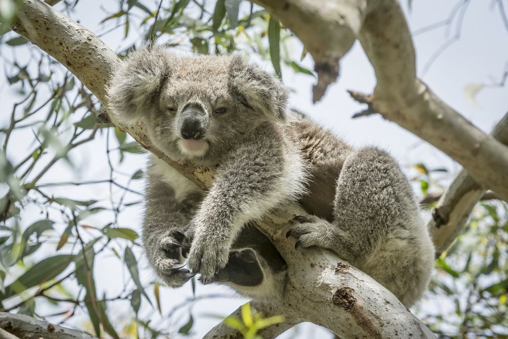Australien mit Kind - Koala 