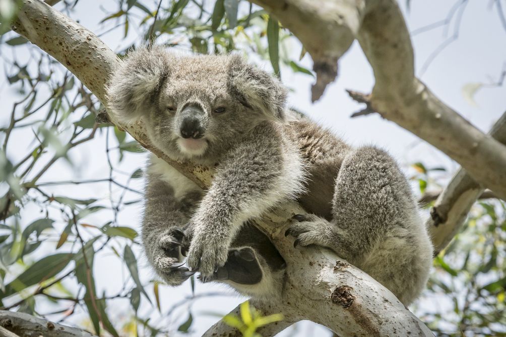 Australien mit Kind - Koala