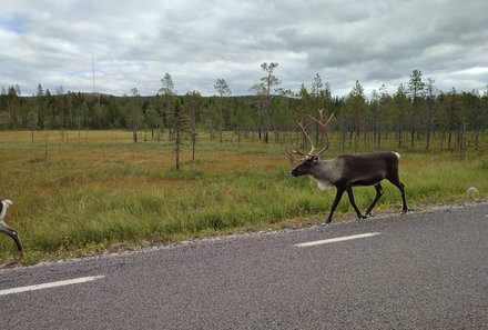 Schweden for family - Schweden Sommer - Rentier auf der Straße