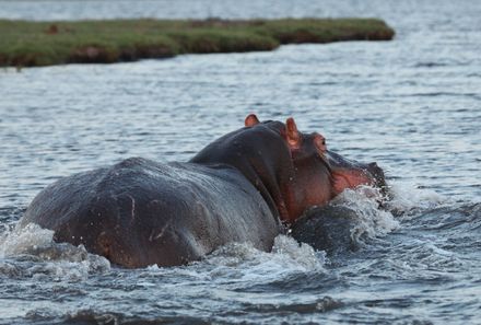 Botswana Familienreise - Botswana for family individuell - Chobe Nationalpark - Rückansicht Nilpferd im Wasser