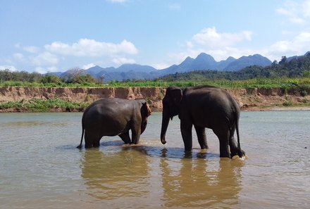 Laos und Vietnam Familienreise - Laos und Vietnam Reise mit Kindern - Elefanten in der Landschaft