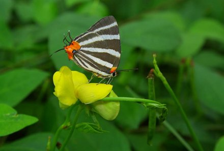 Costa Rica Familienreise mit Kindern - Costa Rica for family individuell - Schmetterling