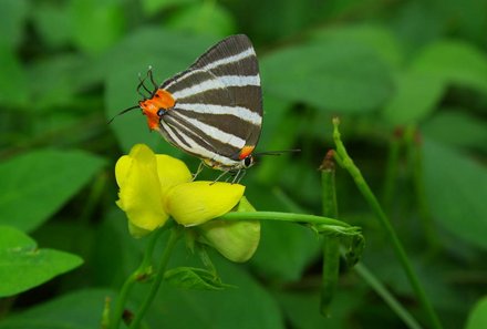 Familienreise Costa Rica individuell - Ecocentro danaus - Schmetterling