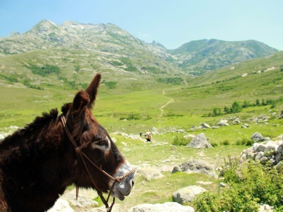 Fernreisen mit Kindern - Familienreise Eselwanderung - Esel Bronco