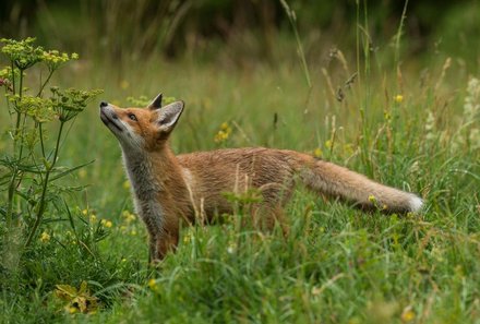 Baltikum for family individuell - Baltikum Familienreise - Lääne Viru Bärenhütte - Fuchs im Wald