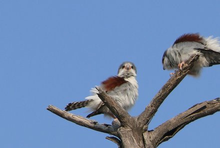 Namibia mit Kindern - Tiere im Etosha Nationalpark - Falken