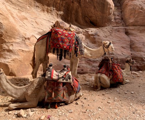 Urlaub in Jordanien Erfahrungen - Familienreise in Jordanien - Kamele in Petra