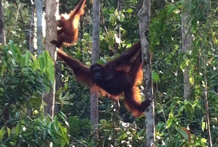 Familienreise Malaysia und Borneo - Malaysia mit Kindern - Orang Utan klettert