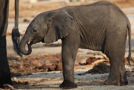 Botswana Familienreise - Botswana Family & Teens - Elefant in Chobe