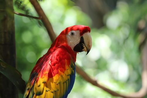 Costa Rica Selbstfahrerreise mit Kind - Papagei