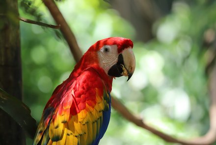 Costa Rica mit Kindern - Costa Rica Urlaub mit Kindern - Bunter Papagei