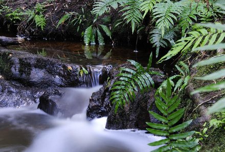 Garden Route for family individuell - Forest Edge Nature Lovers Retreat - Wald