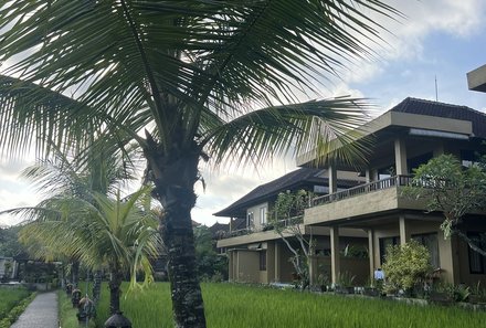 Java-Bali Family & Teens - Familienreise Bali - Sri Aksata Ubud Resort - Palme