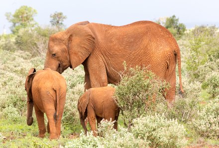 Kenia Familienreise - Kenia for family - Elefanten mit roter Erde im Tsavo Ost Nationalpark