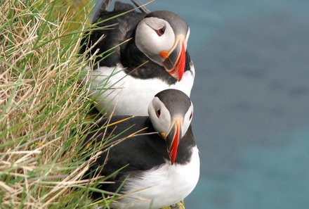 Island Familienreise - Island for family - Westmännerinseln - Papageientaucher