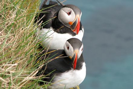 Island Familienreise - Island for family individuell - Papageientaucher