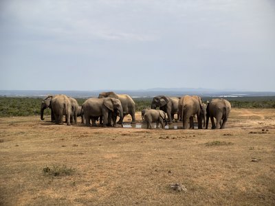 Südafrika Garden Route Reise mit Kindern - Bewertung - Elefanten am Wasserloch Südafrika Garden Route Reise mit Kindern - Bewertung - Elefanten am Wasserloch