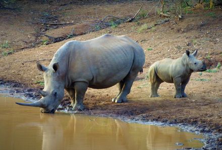 Südafrika mit Kindern - Nashornfamilie am Wasser