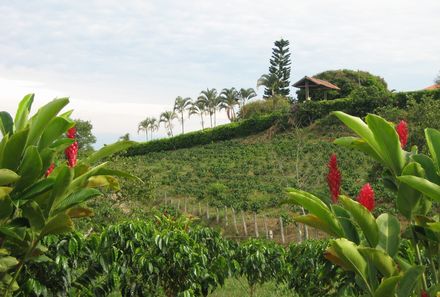 Kolumbien mit Kindern  - Kolumbien for family - Kaffee Plantage