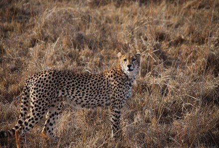 Namibia mit Kindern - Tiere im Etosha Nationalpark - Gepard