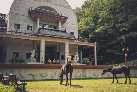 Südkorea for family - Golgulsa-Tempel - Pferde