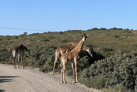 Garden Route Familienreise Verlängerung - Kariega private Game Reserve Main Lodge - Pirschfahrt - Giraffen