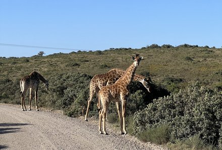 Südafrika Garden Route mit Kindern - Kariega Private Game Reserve - Giraffen am Wegesrand