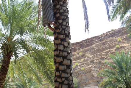 Oman mit Kindern - Dattelpalme 