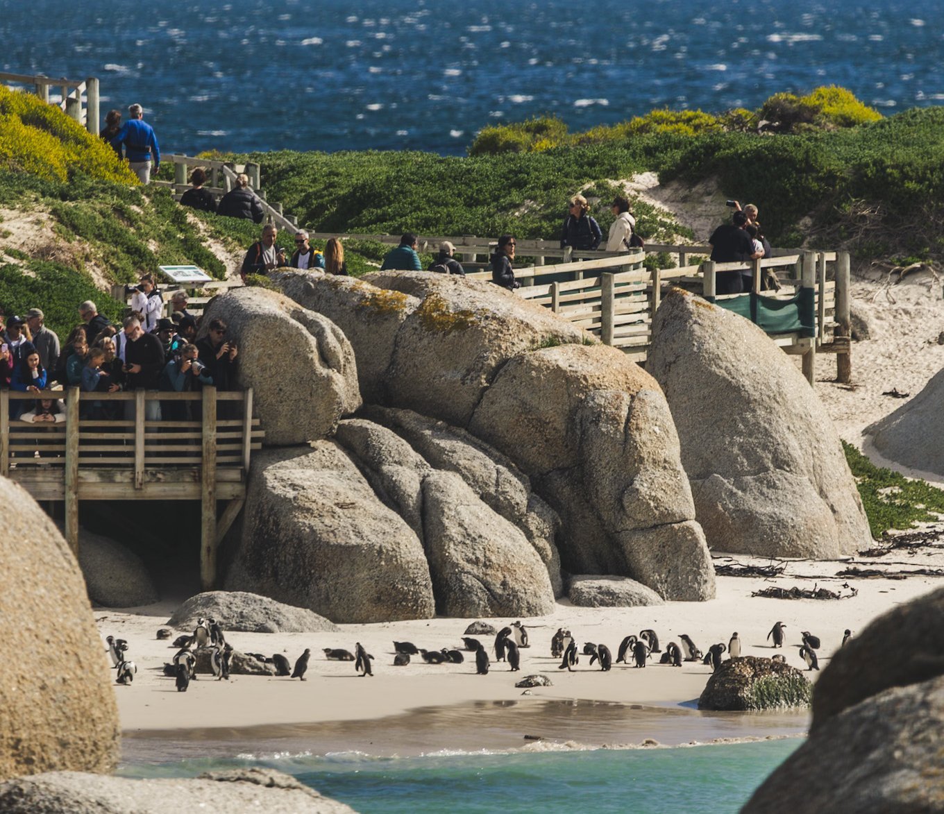 Südafrika Blog Artikel - Pinguine am Meer – Südafrika mit Kindern
