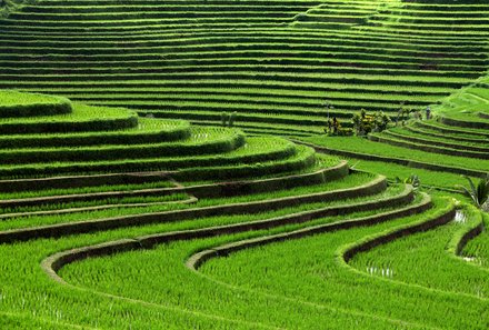 Bali mit Kindern Erfahrungen - Bali Rundreise mit Kindern - Reisterrassen