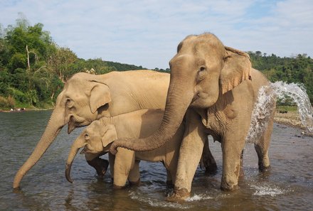 Laos und Vietnam Familienreise - Laos und Vietnam Reise mit Kindern - Elefanten hautnah erleben