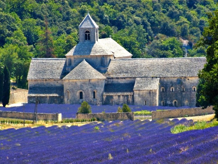 Frankreich Familienreise - Lavendelfelder in der Provence