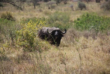 Serengeti mit Kindern individuell - Best of Familiensafari Serengeti - Pirsch in der Serengeti