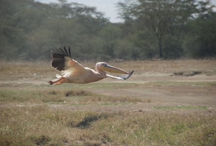 Botswana Familienreise - Botswana for family individuell - Nata Bird Sanctuary Pelikan