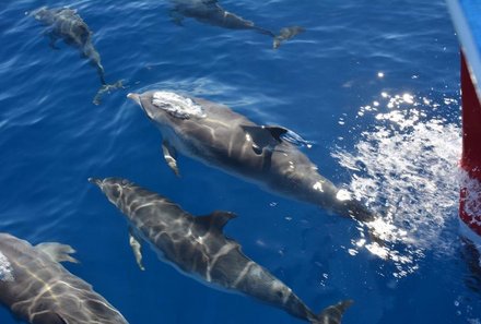 La Gomera Familienurlaub - La Gomera for family - Delfine vom Boot aus beobachten
