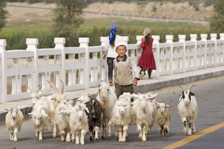 China mit Kindern - Junge mit Ziegen